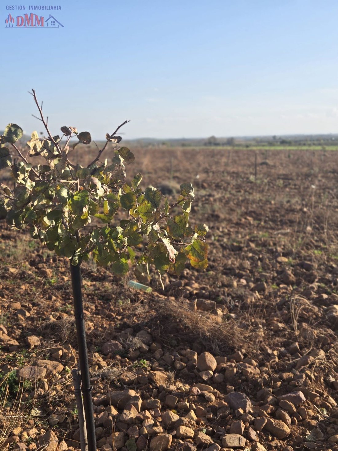 Farm Ranch in Malagon, Castile-La Mancha, Spain 2 - 17547504