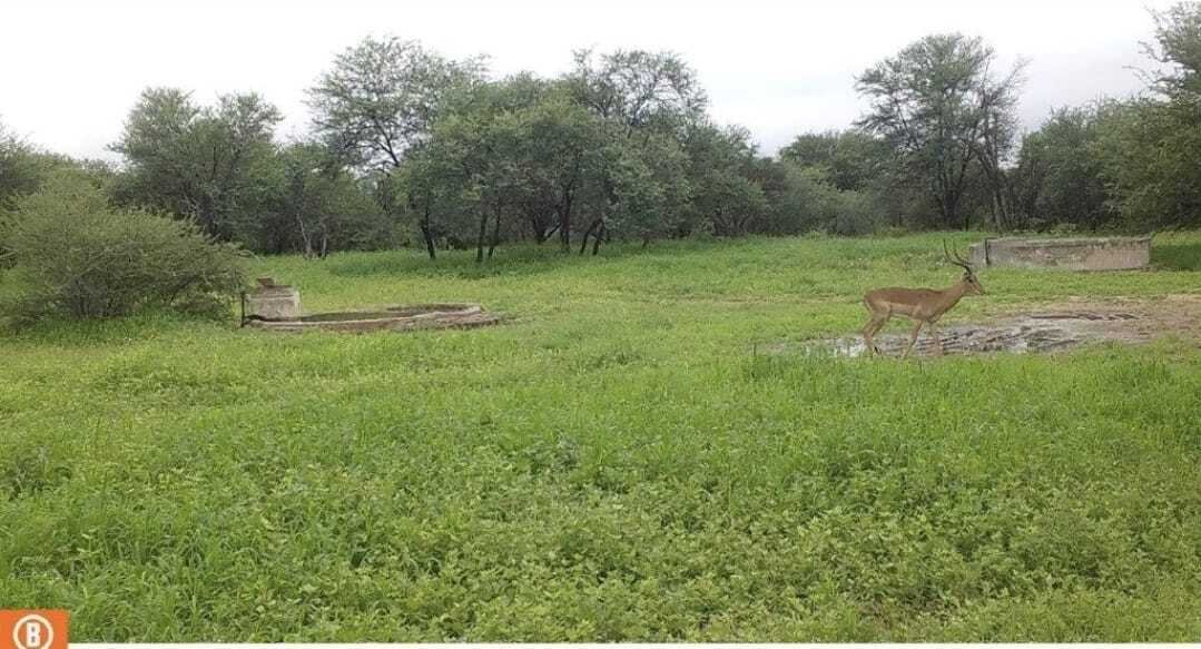 Farm Ranch in Mookgopong Local Municipality, Limpopo, South Africa 3 - 17547560