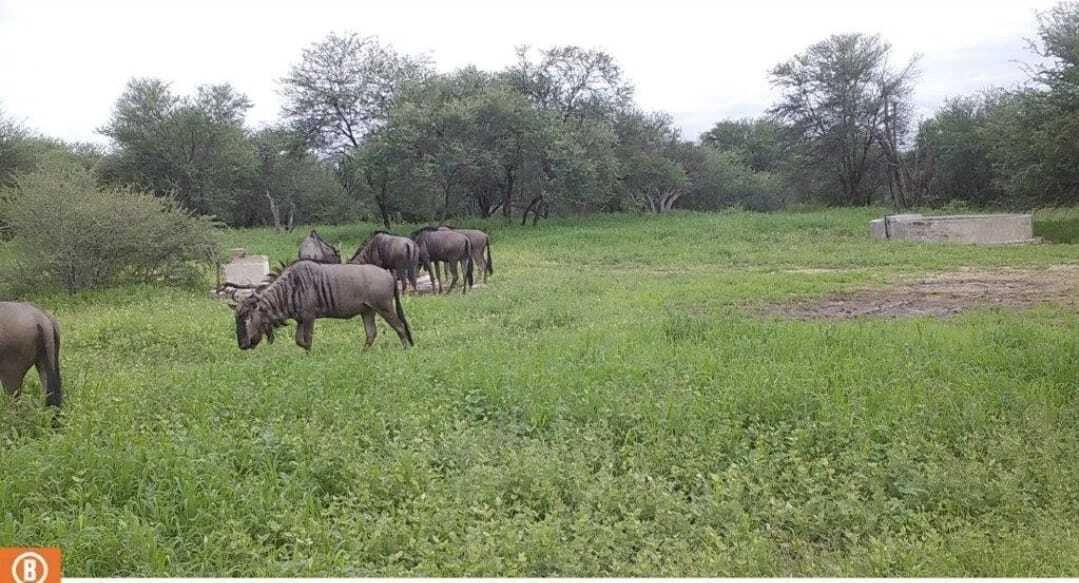 Farm Ranch in Mookgopong Local Municipality, Limpopo, South Africa 5 - 17547560