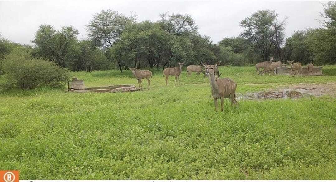 Farm Ranch in Mookgopong Local Municipality, Limpopo, South Africa 2 - 17547560