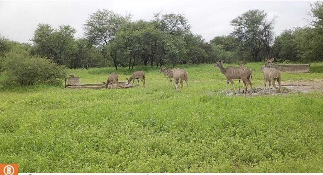 Farm Ranch in Mookgopong Local Municipality, Limpopo, South Africa 4 - 17547560