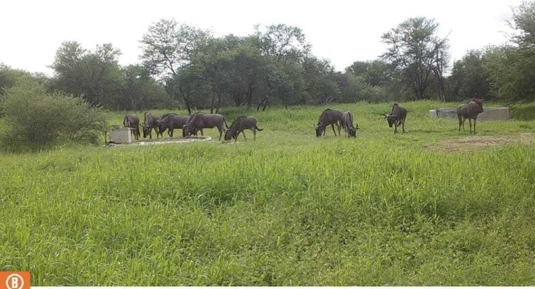 Farm Ranch in Mookgopong Local Municipality, Limpopo, South Africa 1 - 17547560