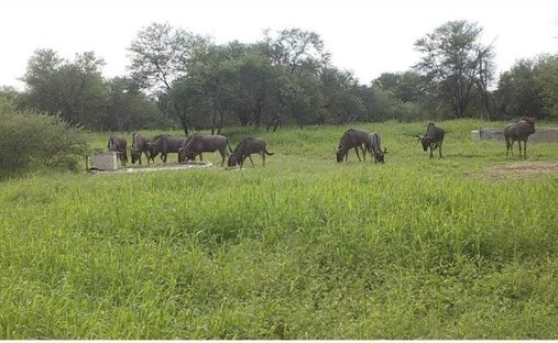 Azienda agricola a Behoudeniskloof, Limpopo, Sudafrica 1