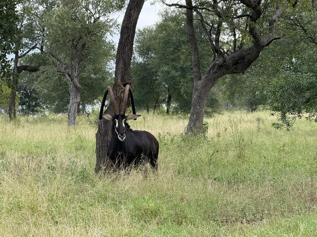 Farm Ranch in Hoedspruit, Limpopo, South Africa 4 - 17549945