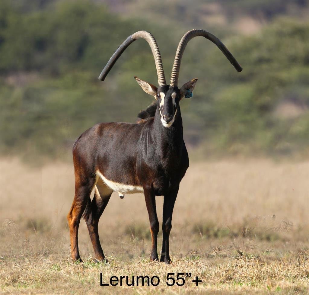 Farm Ranch in Hoedspruit, Limpopo, South Africa 1 - 17549945