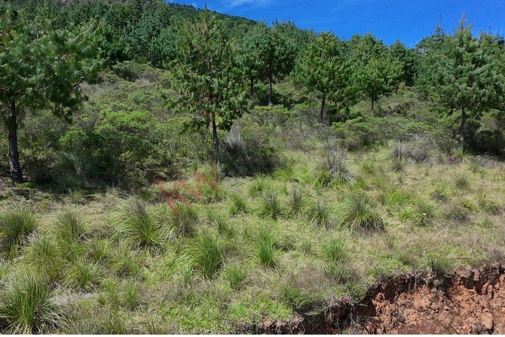 Land in Tlamimilolpa, Hidalgo, Mexico 5 - 17550751