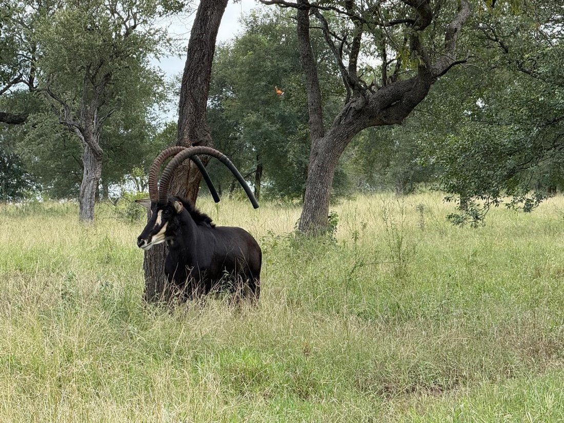 Farm Ranch in Hoedspruit, Limpopo, South Africa 3 - 17549945