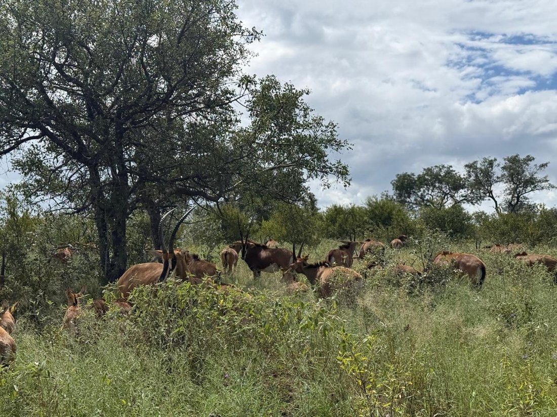 Farm Ranch in Hoedspruit, Limpopo, South Africa 5 - 17549945