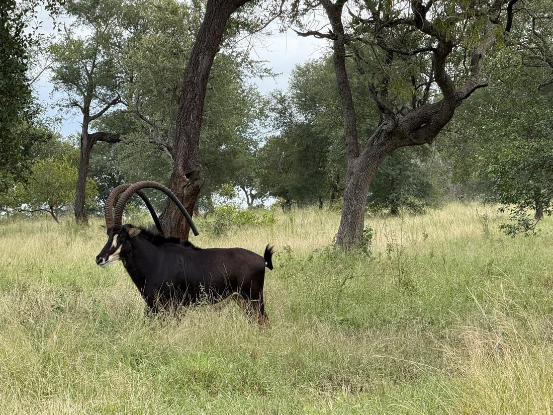 Farm Ranch in Hoedspruit, Limpopo, South Africa 2 - 17549945
