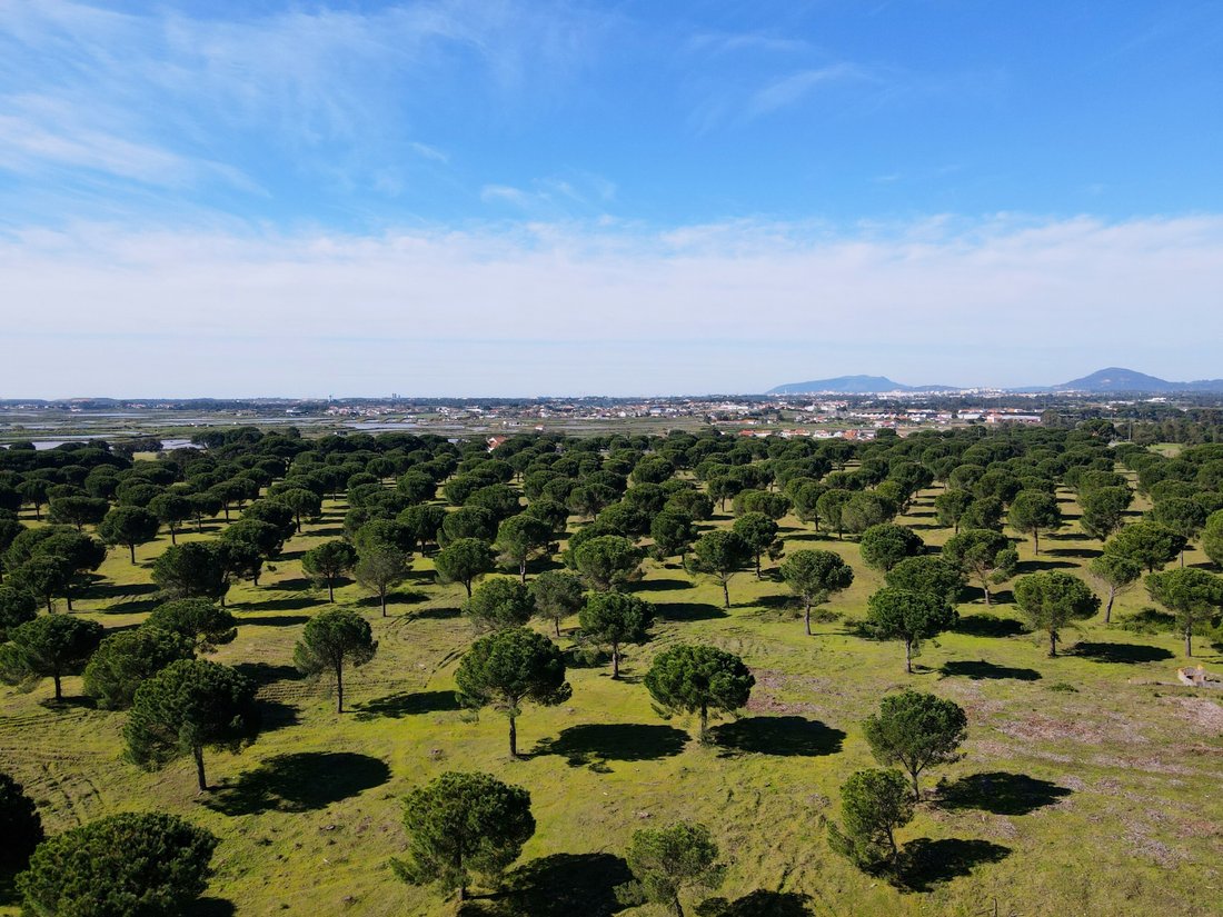 Terreno a Gambia-Pontes-Alto da Guerra, Setúbal Municipality, Portogallo 2 - 17452104