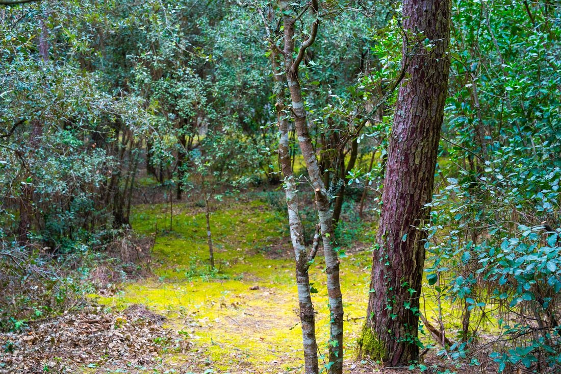 Land in Les Mathes, Nouvelle-Aquitaine, France 4 - 17570493