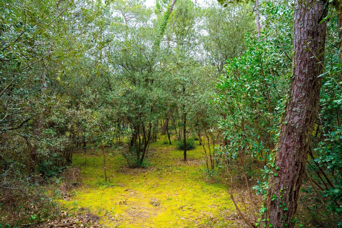 Land in Les Mathes, Nouvelle-Aquitaine, France 3 - 17570493