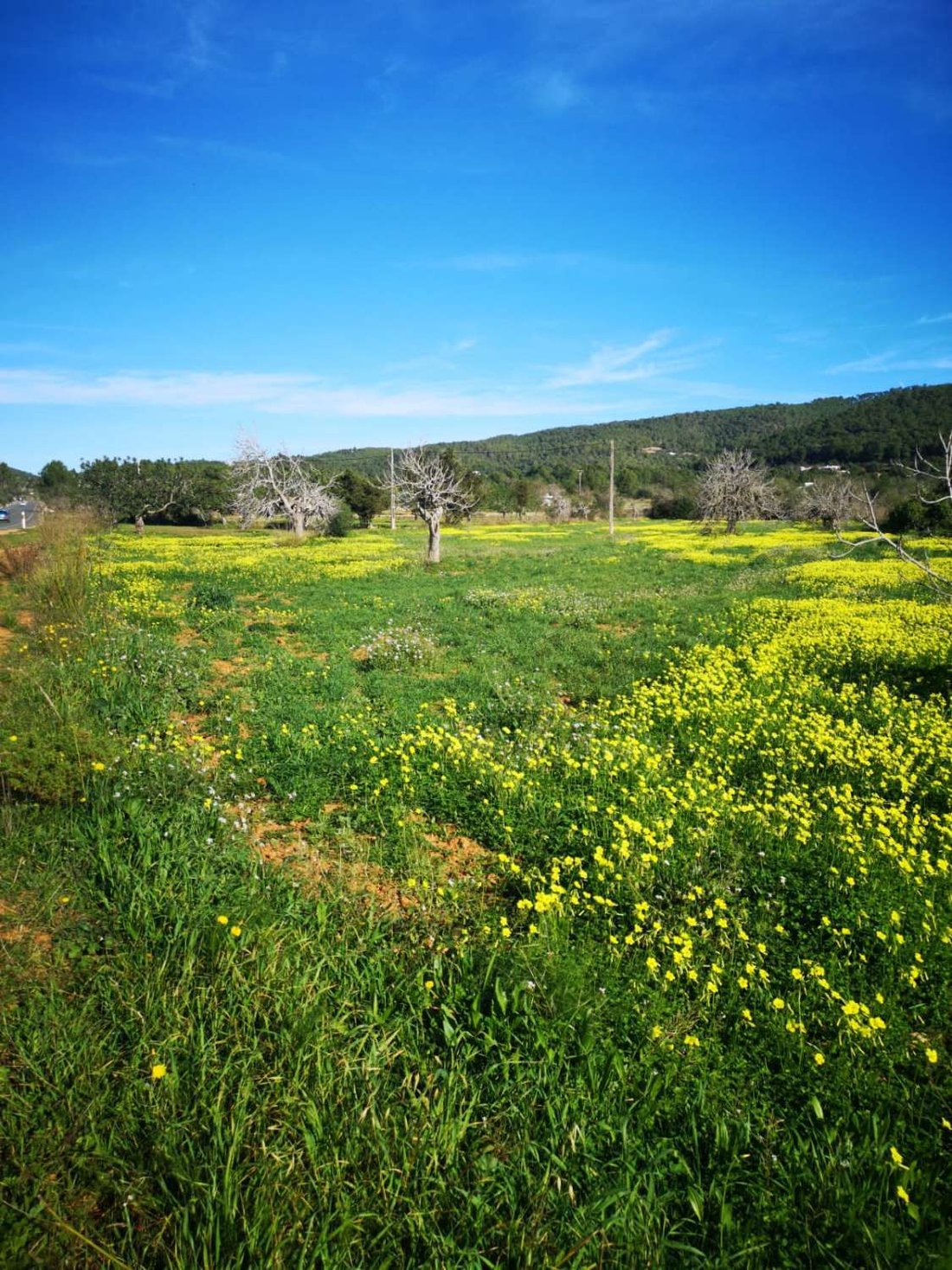 Terreno en San Juan Bautista, Islas Baleares, España 3 - 17612529