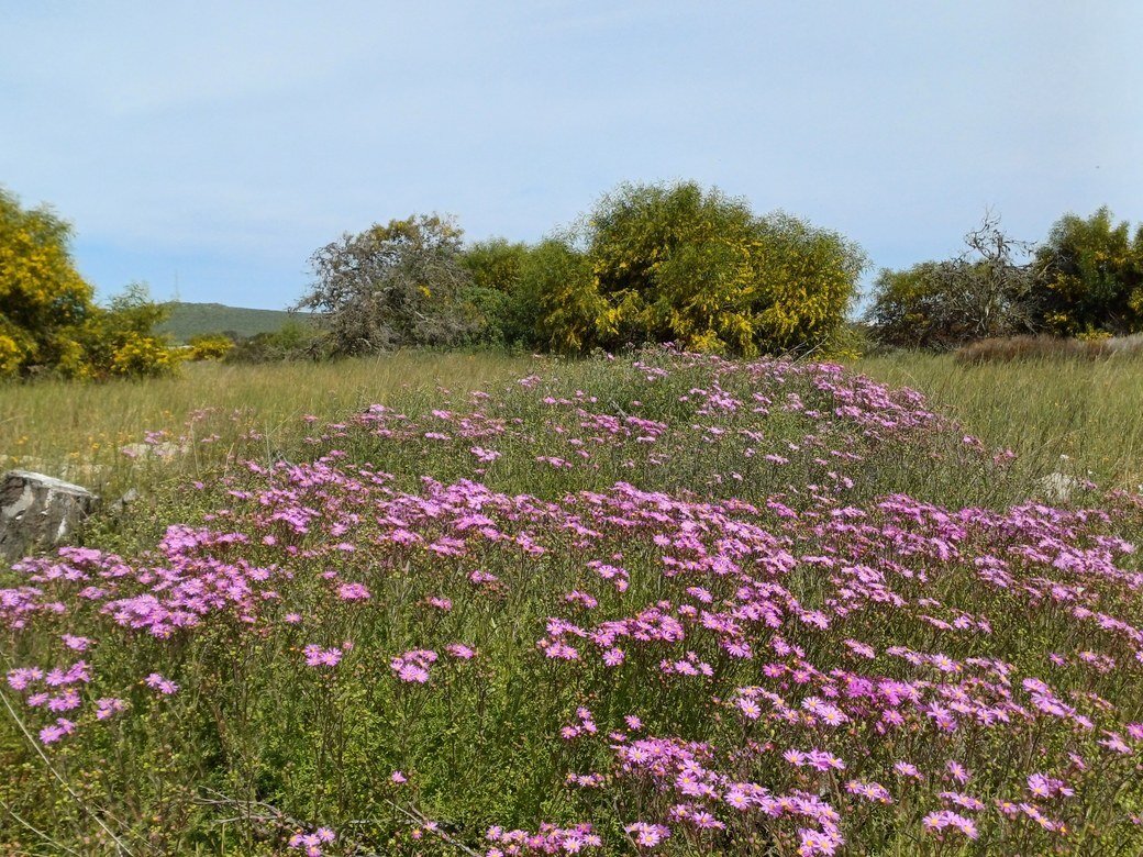 Land in Yzerfontein, Western Cape, South Africa 1 - 16289345