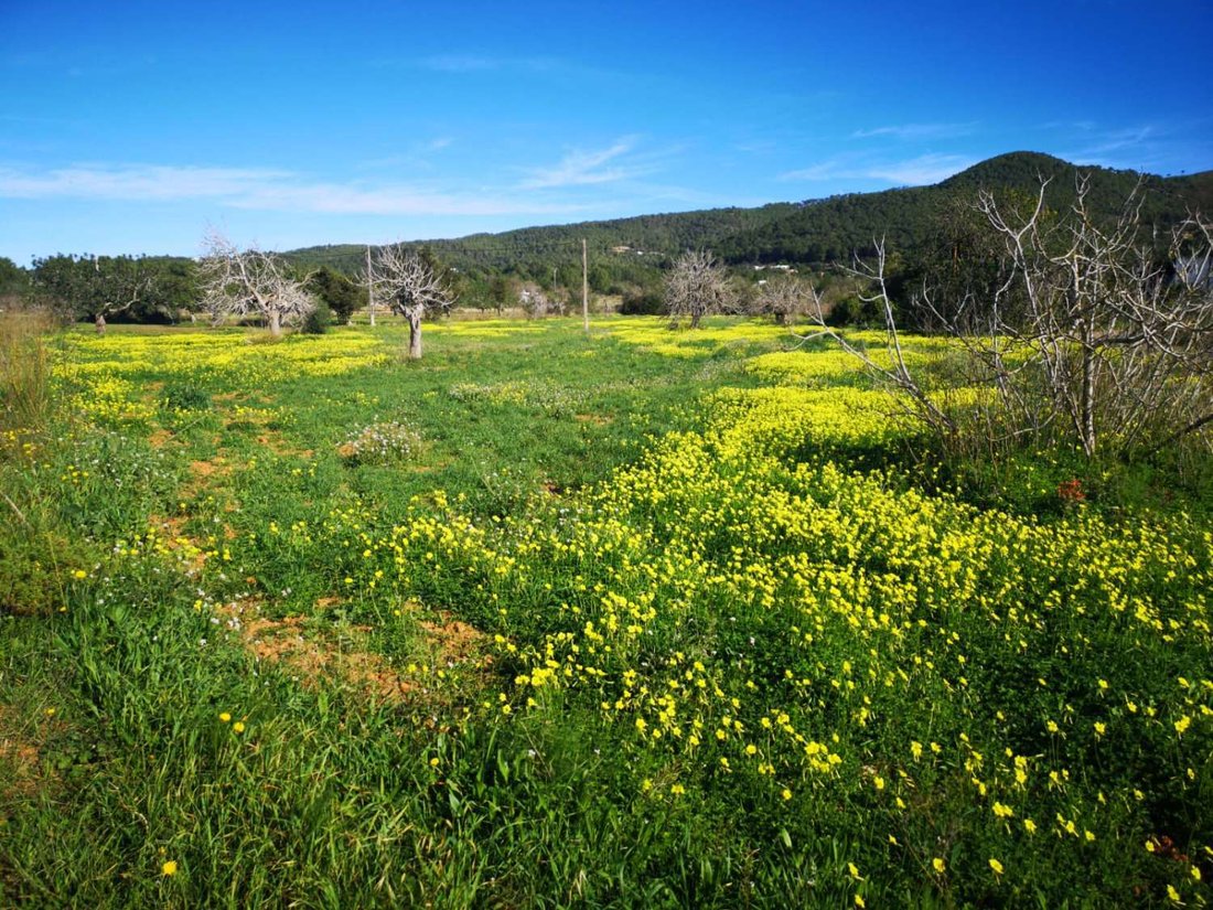 Terreno en San Juan Bautista, Islas Baleares, España 1 - 17612529