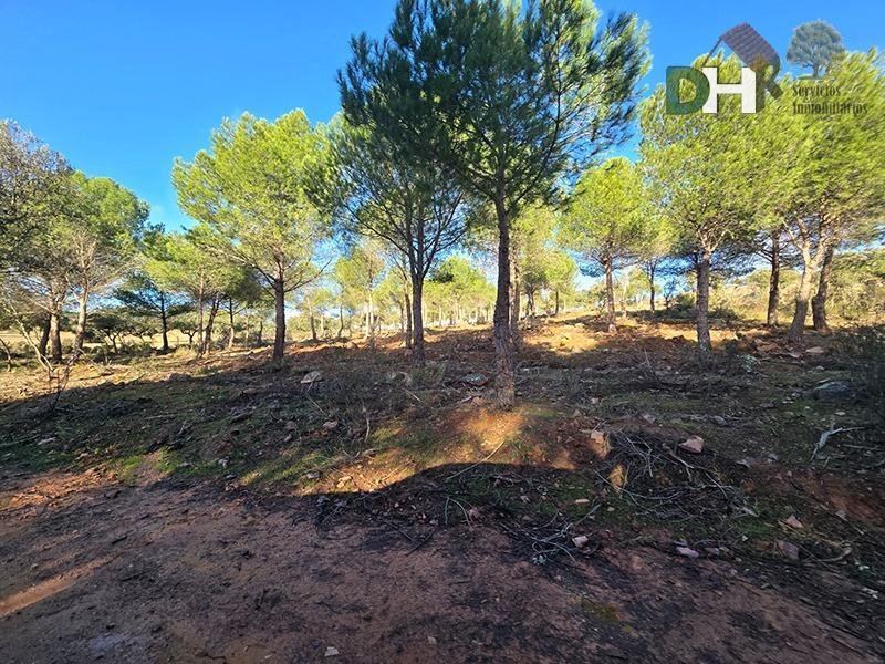 Land in Ciudad Real, Castile-La Mancha, Spain 5 - 17618170