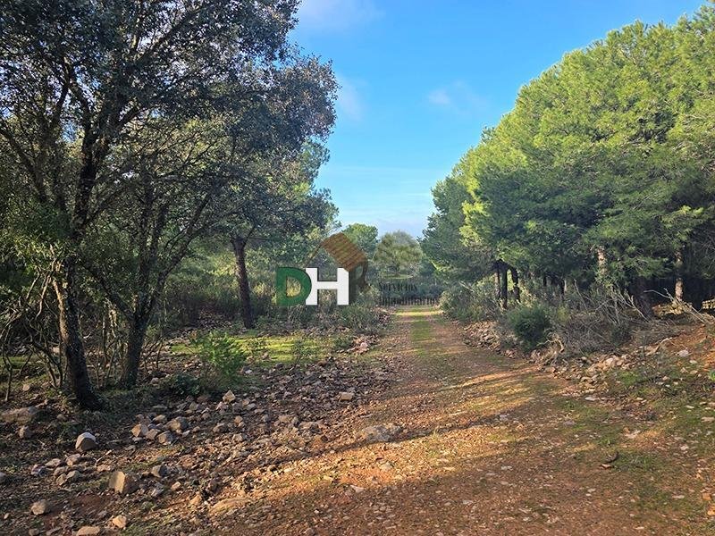 Land in Ciudad Real, Castile-La Mancha, Spain 4 - 17618170