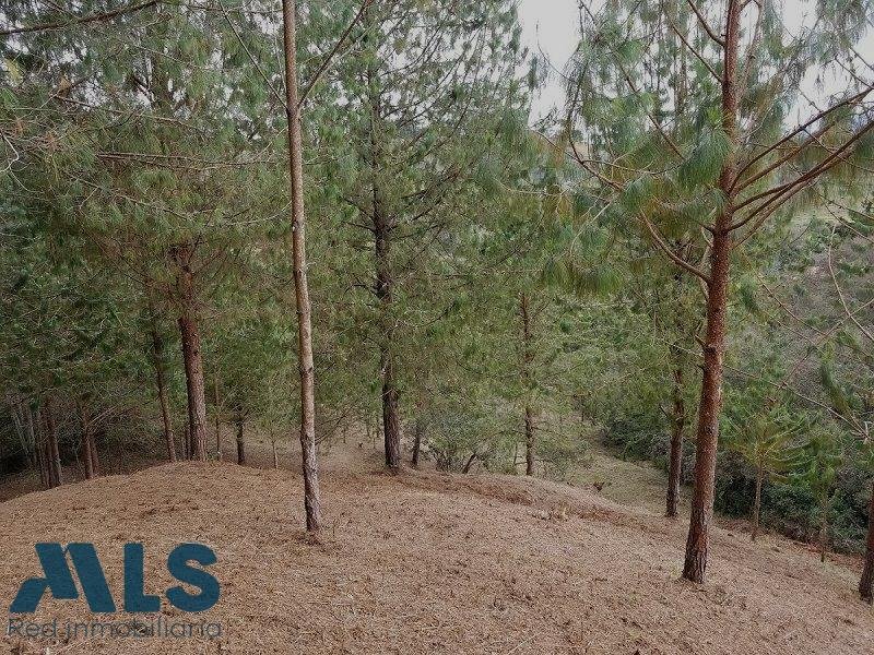 Terrain à Rionegro, Rionegro, Colombie 4 - 17625877
