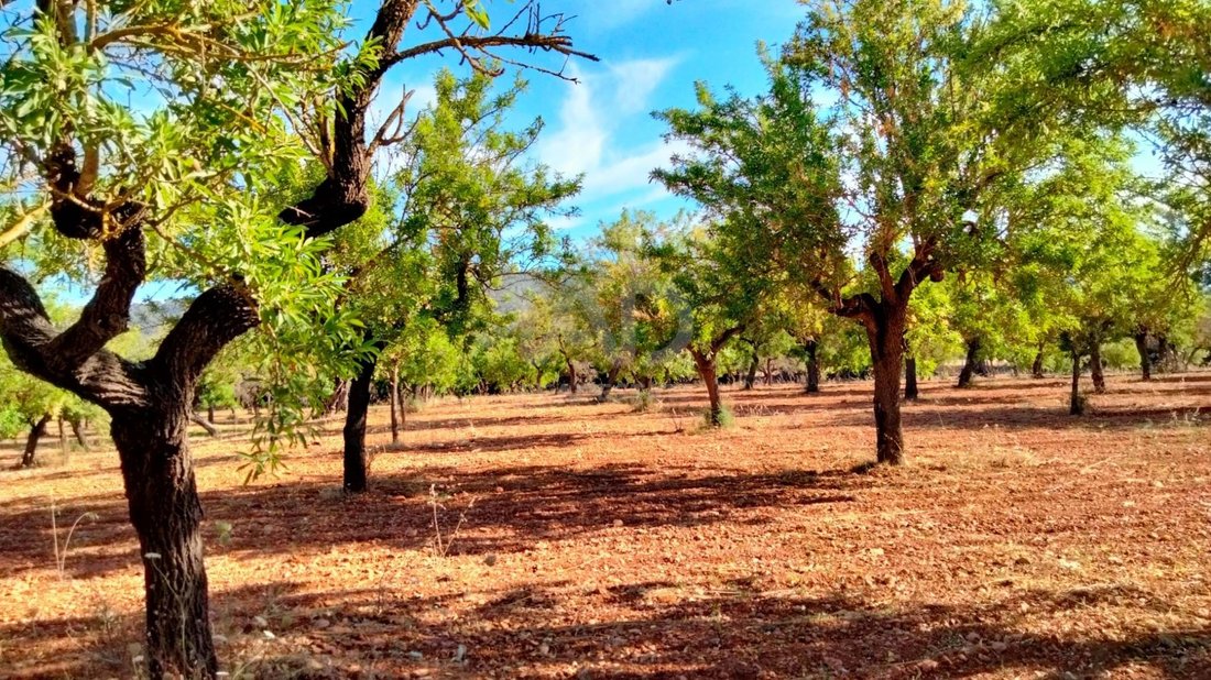 Terreno a Marratxí, Isole Baleari, Spagna 3 - 17627103