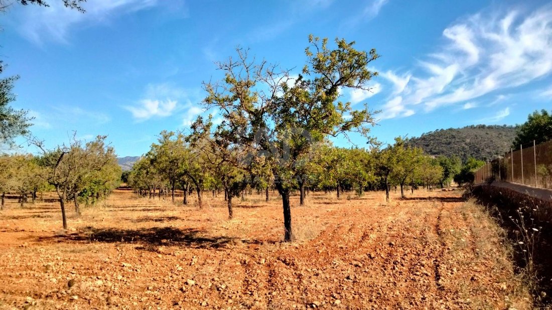 Terreno a Marratxí, Isole Baleari, Spagna 2 - 17627103