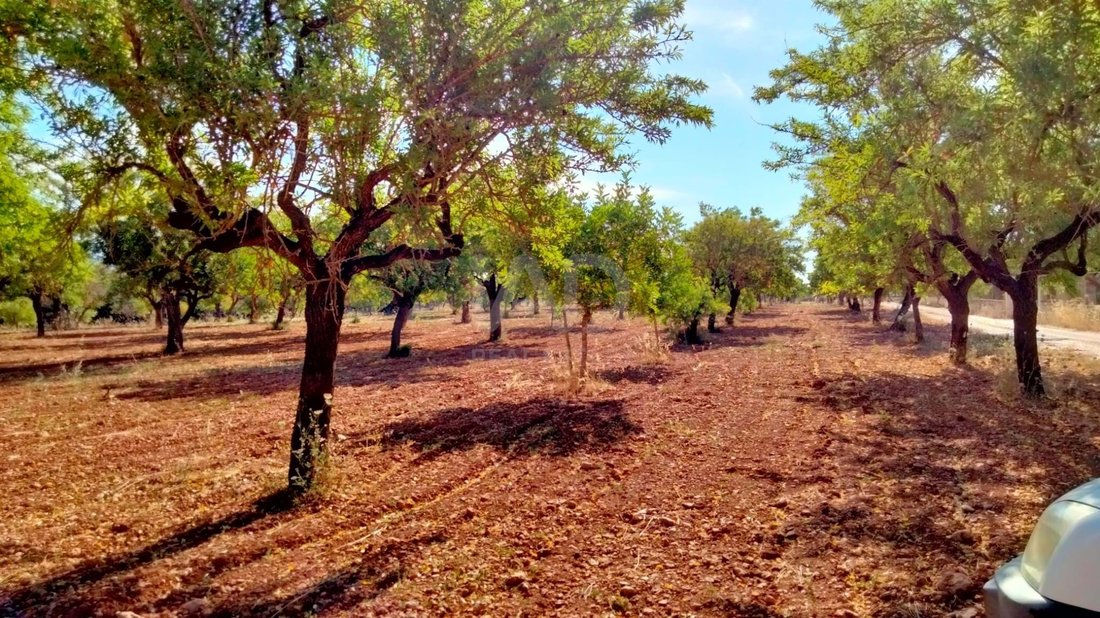 Terreno a Marratxí, Isole Baleari, Spagna 1 - 17627103