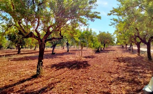 Land in Marratxí, Balearische Inseln, Spanien 1