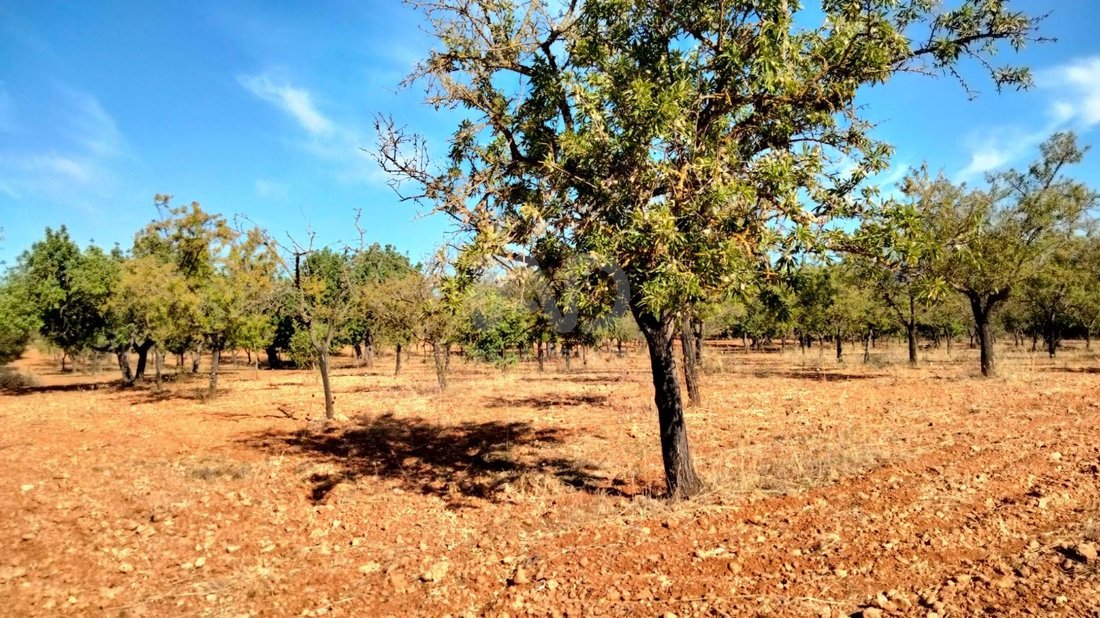 Terreno a Marratxí, Isole Baleari, Spagna 5 - 17627103
