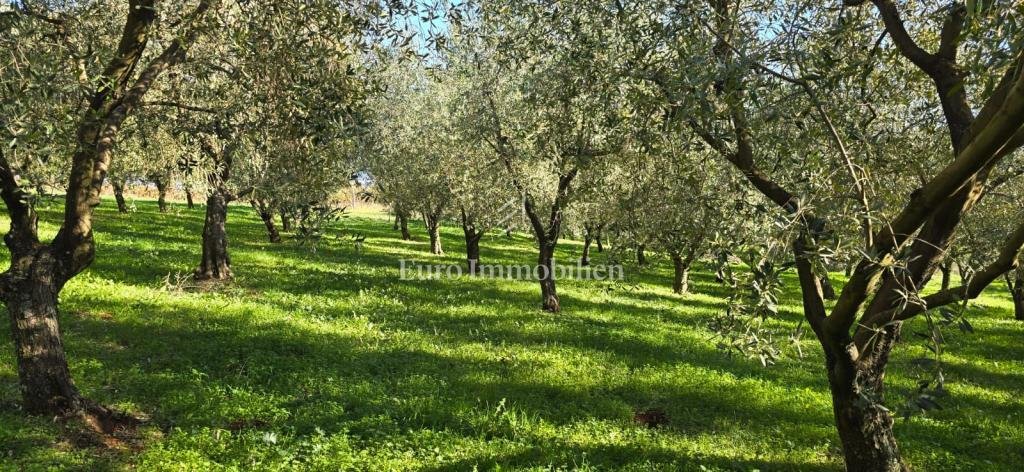 Land in Pican, Istria County, Croatia 3 - 17629533
