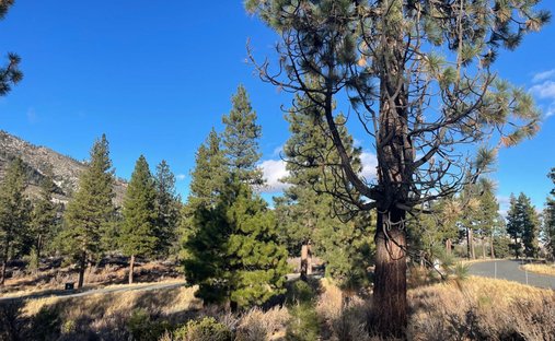Land in Genoa, Nevada, United States 1