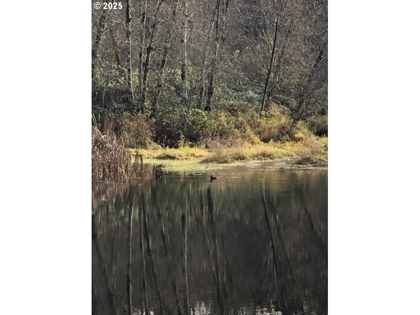 House in Amboy, Washington, United States 5 - 16470447