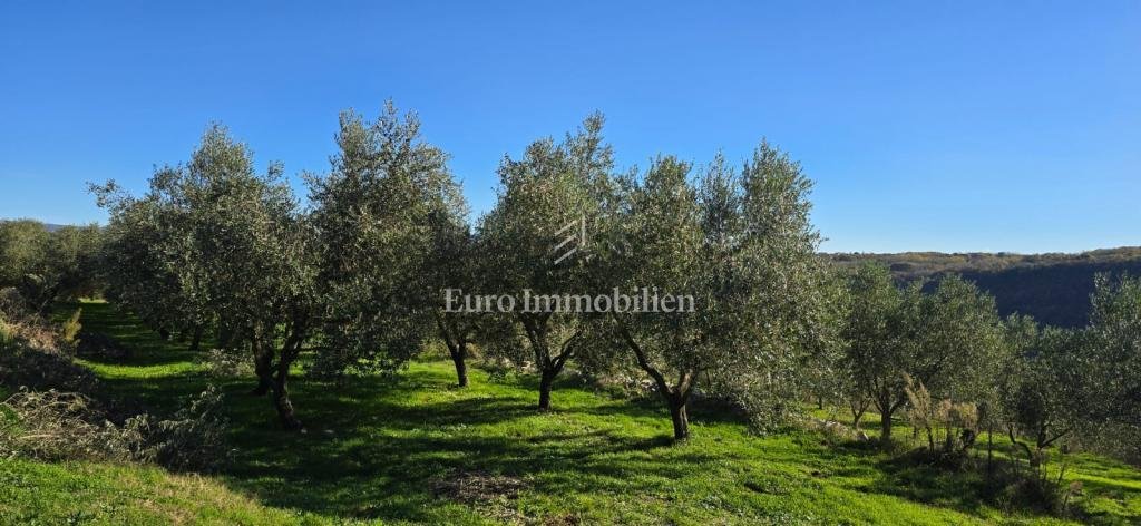 Land in Pican, Istria County, Croatia 1 - 17629533