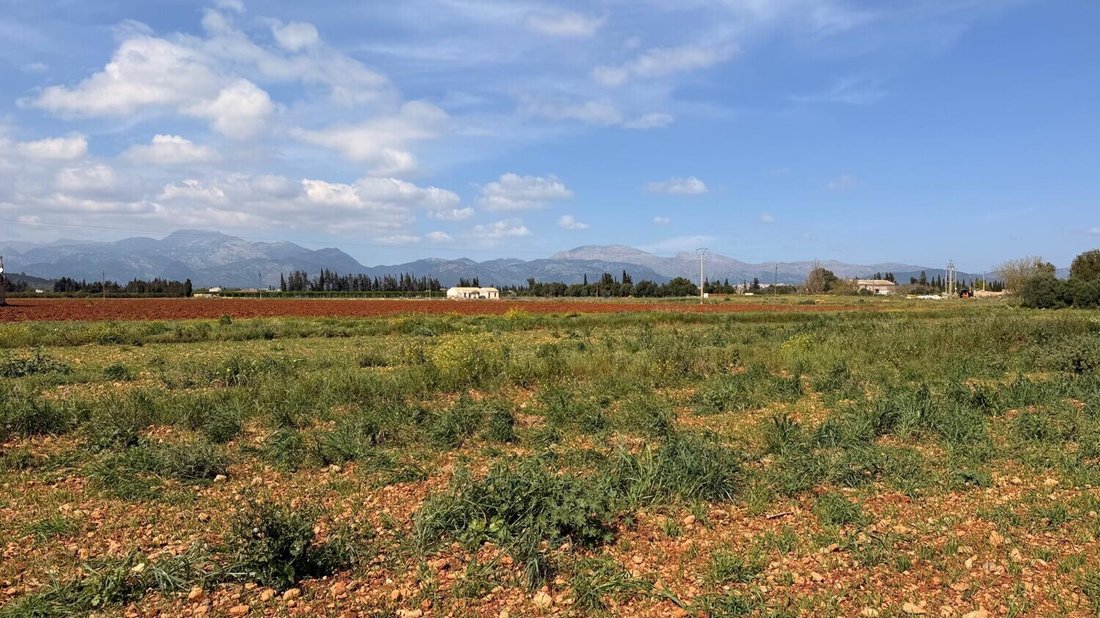 Land in Llubi, Balearic Islands, Spain 2 - 17640484