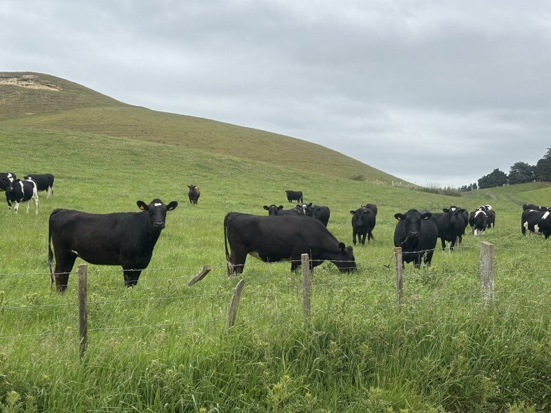 Country House in Waihao Downs, Canterbury, New Zealand 3 - 17638112