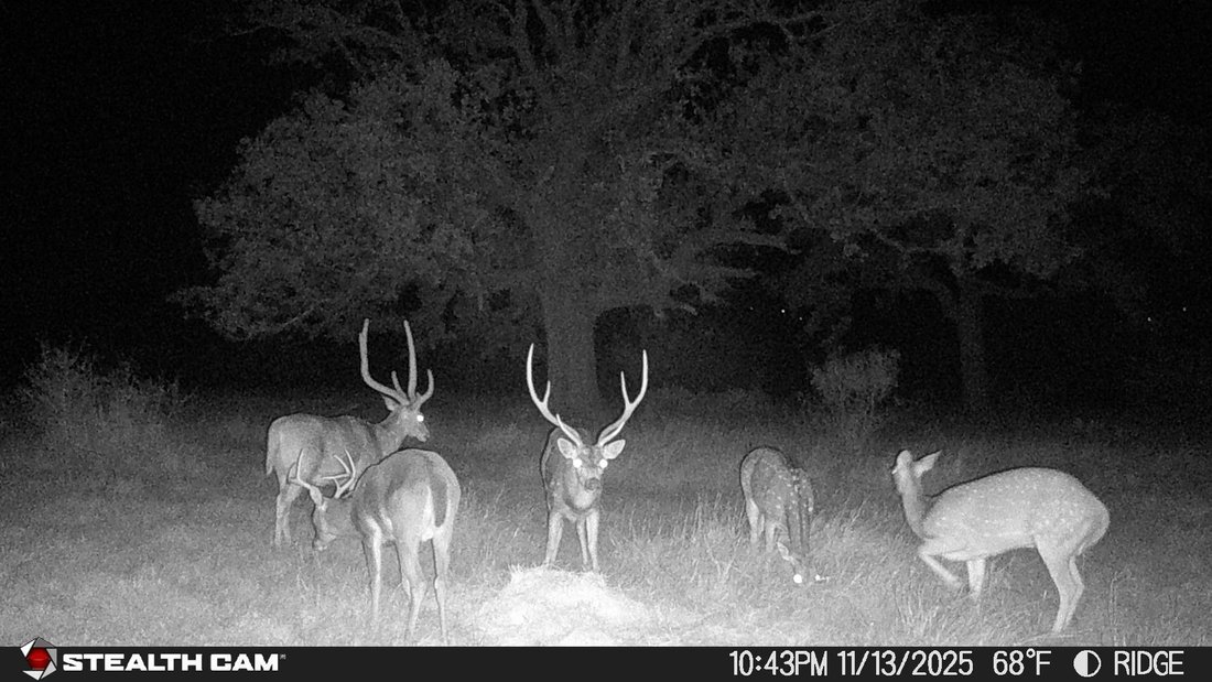 Farm Ranch in Bandera, Texas, United States 3 - 17639518