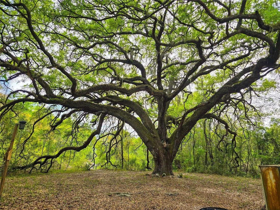 Land in Oxford, Florida, United States 3 - 17635371