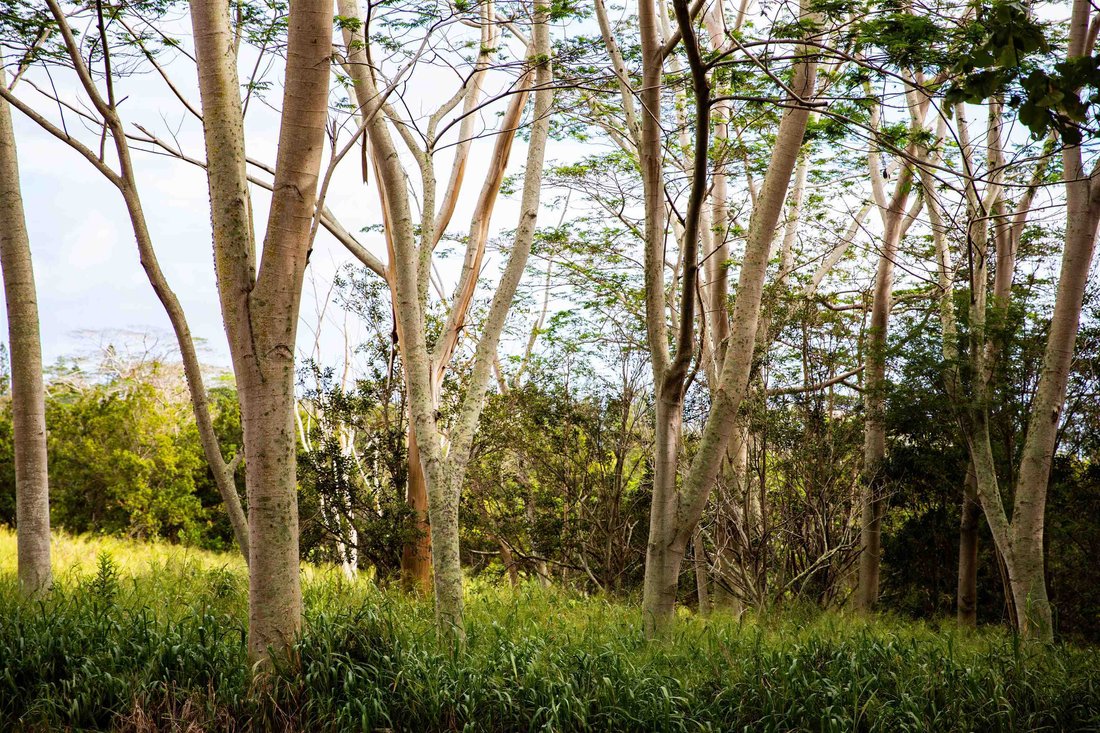 Land in Wailuku, Hawaii, United States 2 - 16258898