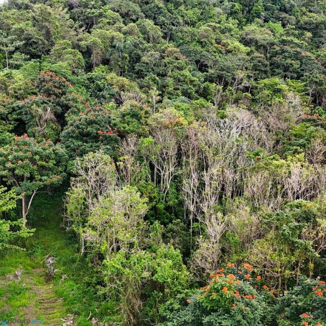 Land in Pajonal, Florida, Puerto Rico 5 - 17645501