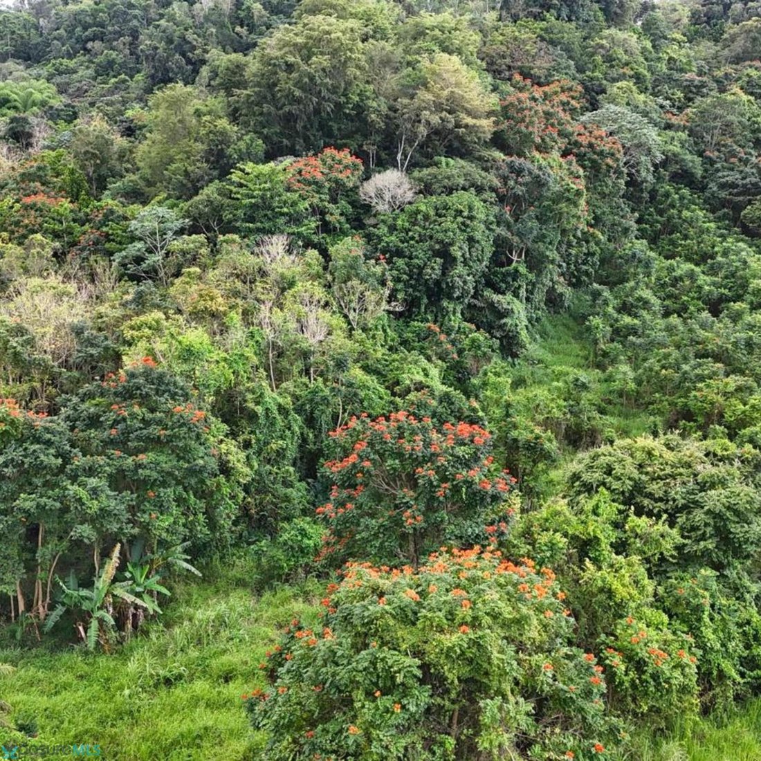 Land in Pajonal, Florida, Puerto Rico 4 - 17645501
