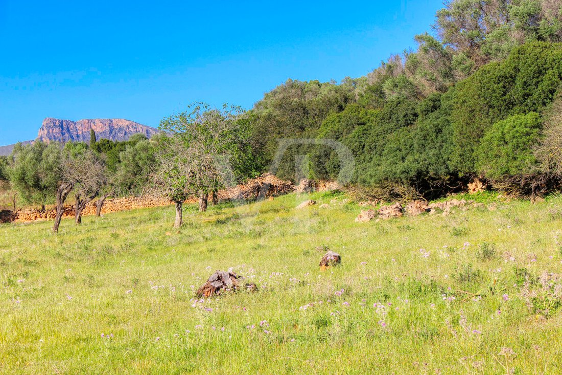 Land in Manacor, Balearic Islands, Spain 4 - 17651173