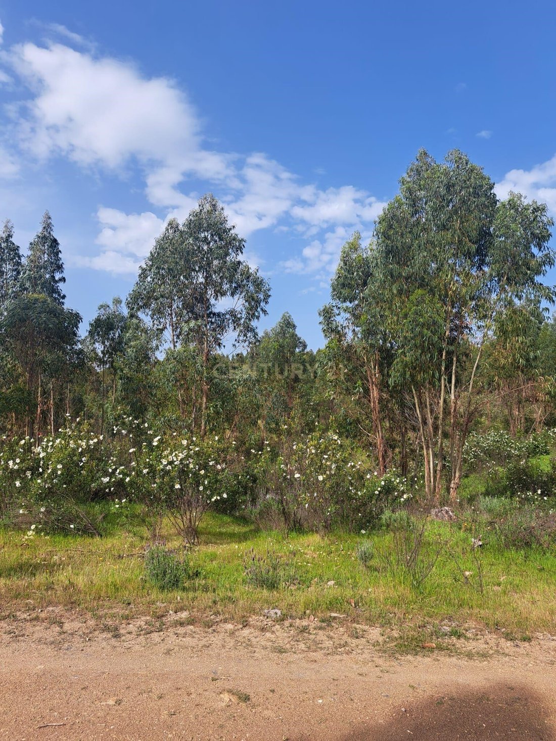 Land in Herrera de Alcantara, Extremadura, Spain 3 - 17652472