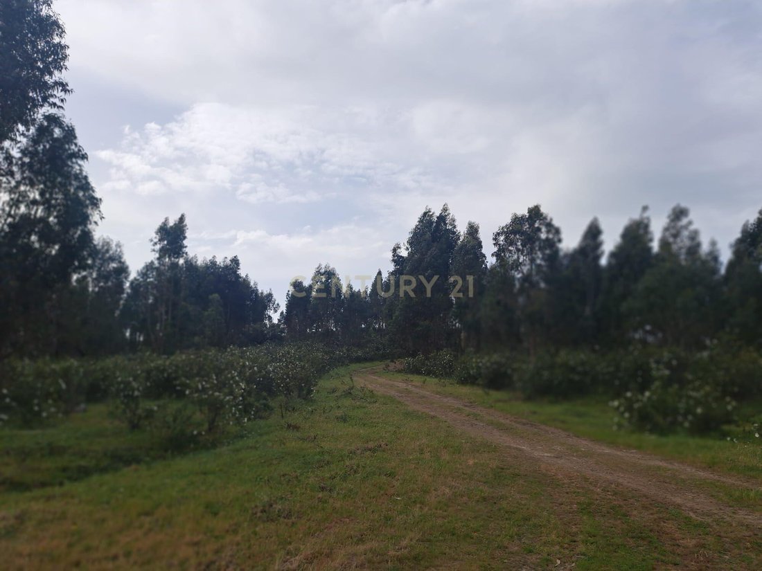 Land in Herrera de Alcantara, Extremadura, Spain 5 - 17652472