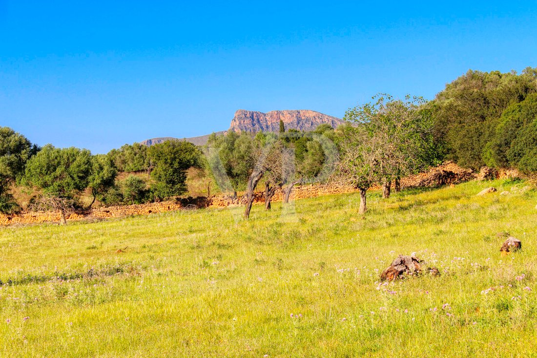 Land in Manacor, Balearic Islands, Spain 5 - 17651173