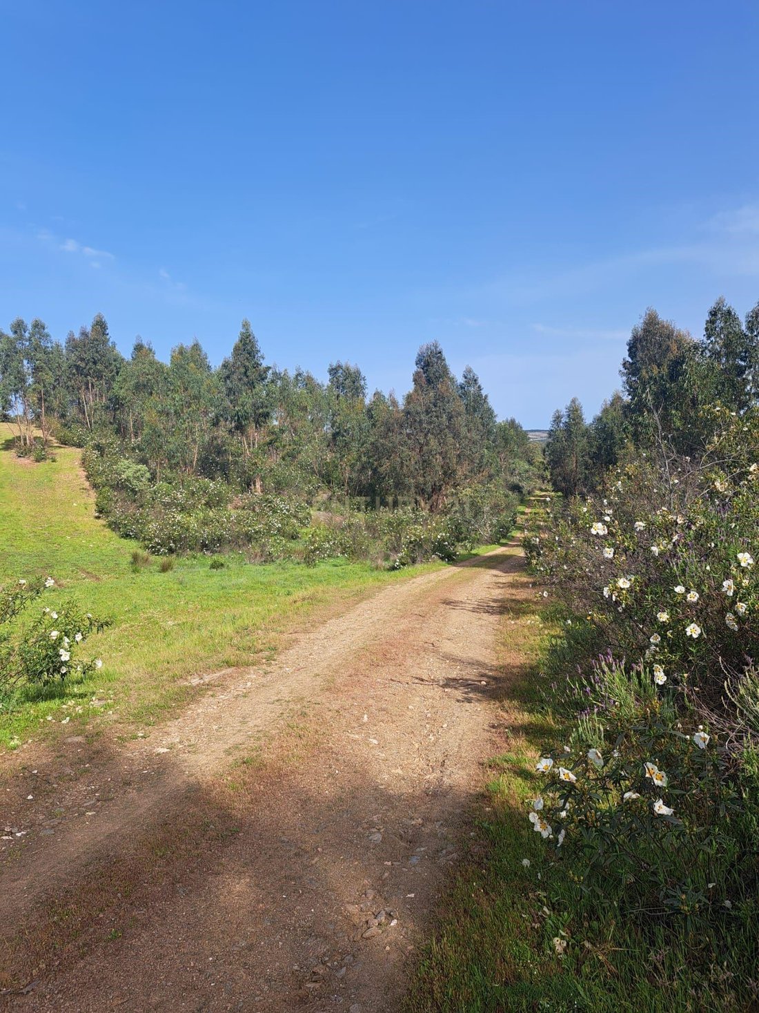 Land in Herrera de Alcantara, Extremadura, Spain 2 - 17652472