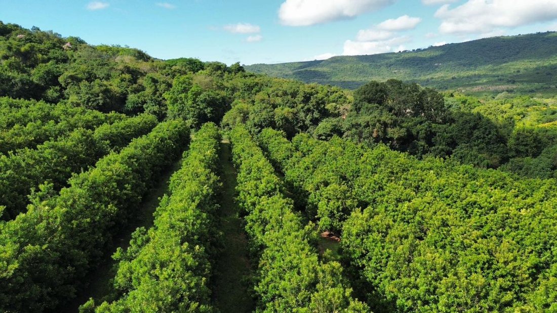 Farm Ranch in Hazyview, Mpumalanga, South Africa 3 - 17654033