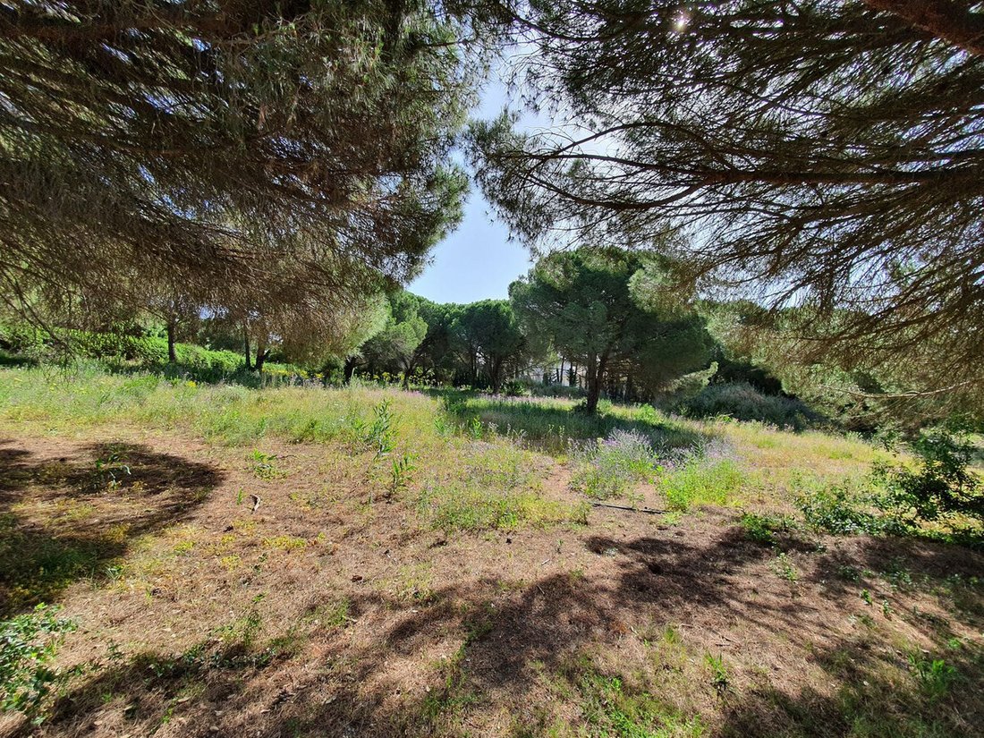 Terreno a Sotogrande, San Roque, Andalusia 2 - 17563679