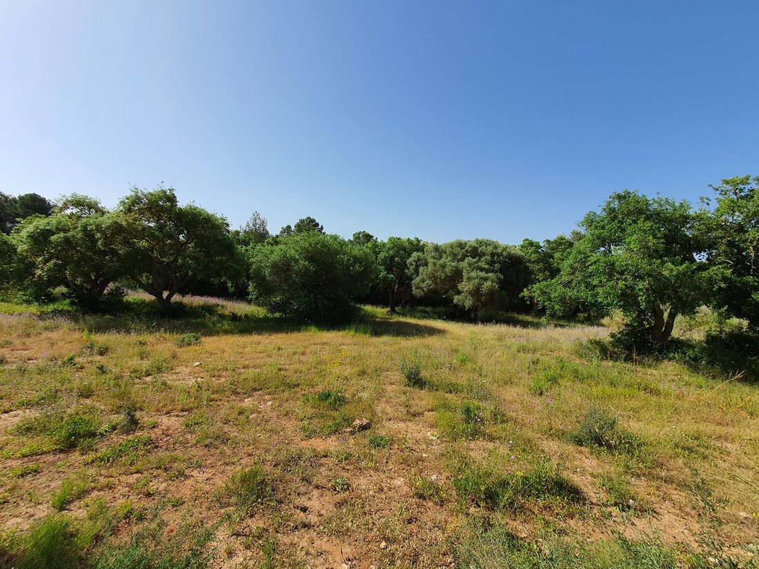Terreno a Sotogrande, San Roque, Andalusia 3 - 17563679