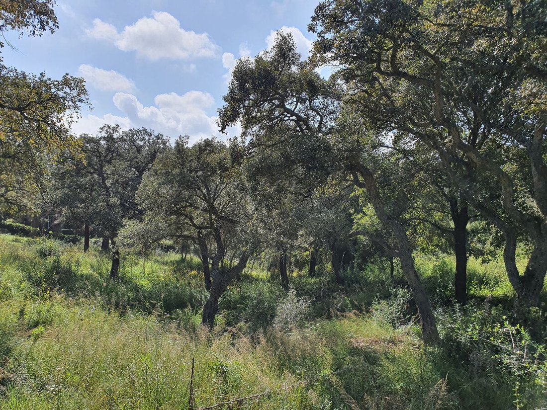 Terrain à La Alcaidesa, San Roque, Andalousie 1 - 17558946
