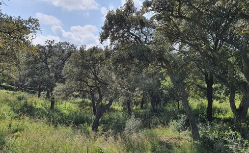 Land in Sotogrande, San Roque, Andalusia 1