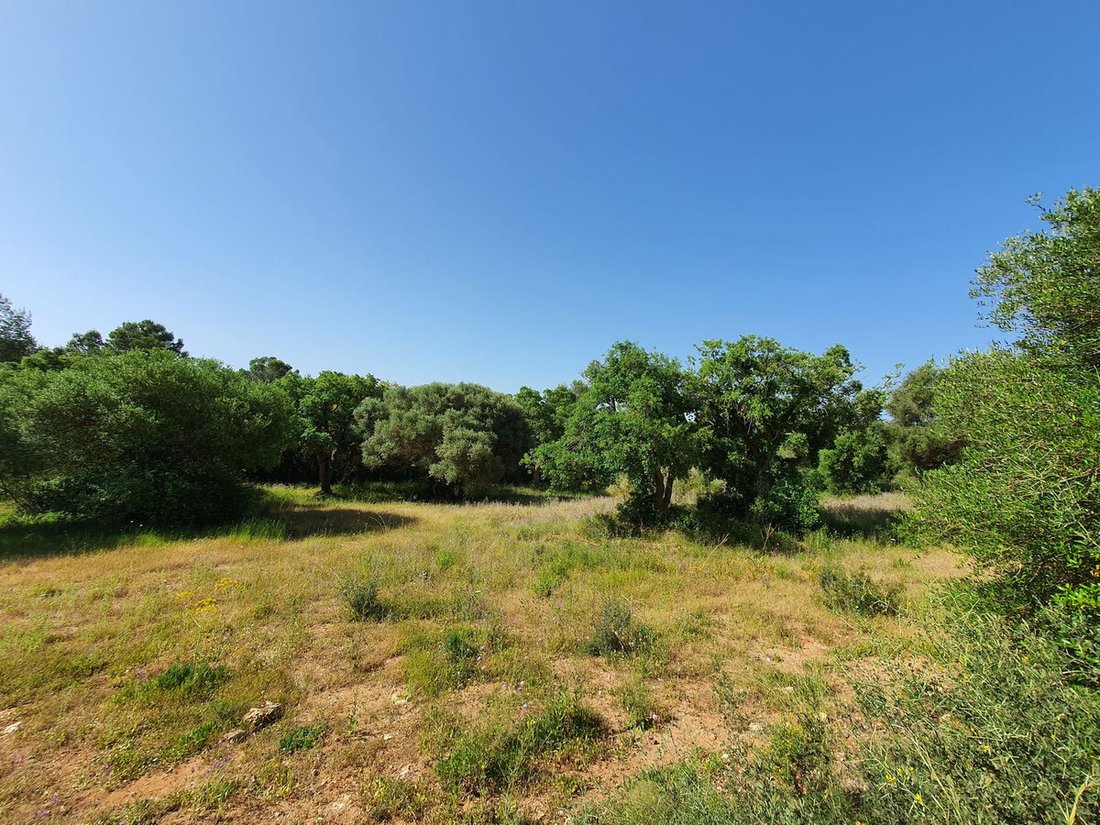 Terreno a Sotogrande, San Roque, Andalusia 4 - 17563679