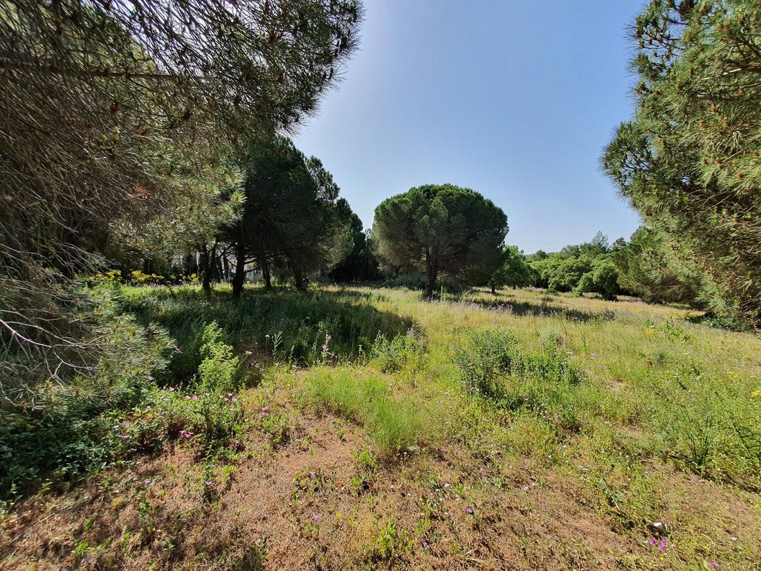 Terreno a Sotogrande, San Roque, Andalusia 5 - 17563679